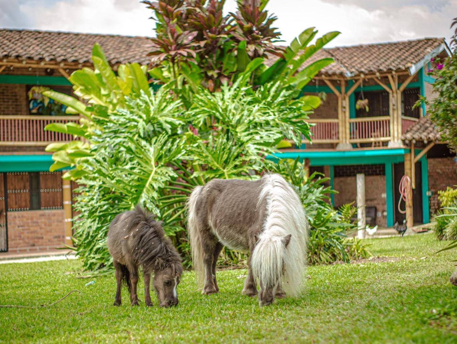 Finca Hotel el Diamante Calarcá Exterior foto
